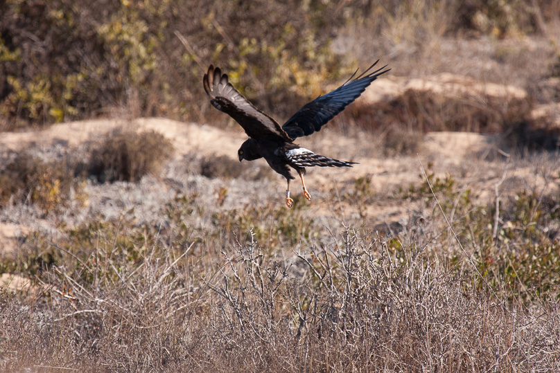 Zuid-Afrika, black harrier - 03 april 2015