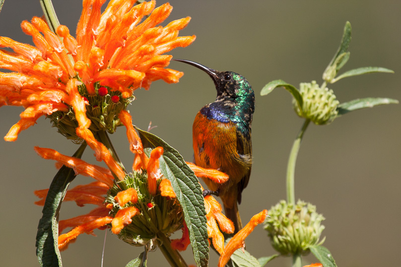 Zuid-Afrika, orangebreasted sunbird - 06 april 2015