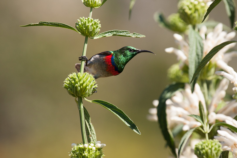 Zuid-Afrika, lesser doublecollared sunbird - 06 april 2015