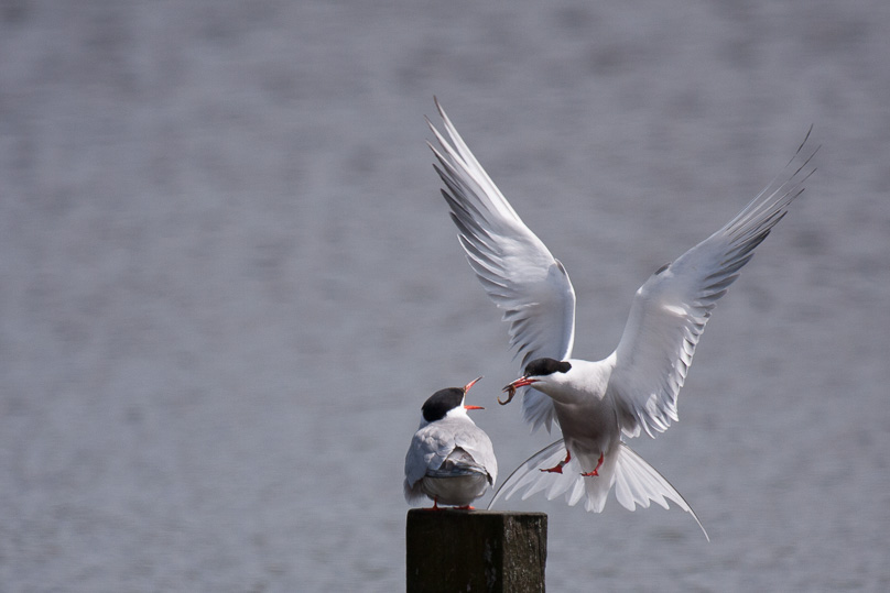 Zeeland, visdief, vogels - 15 mei 2015