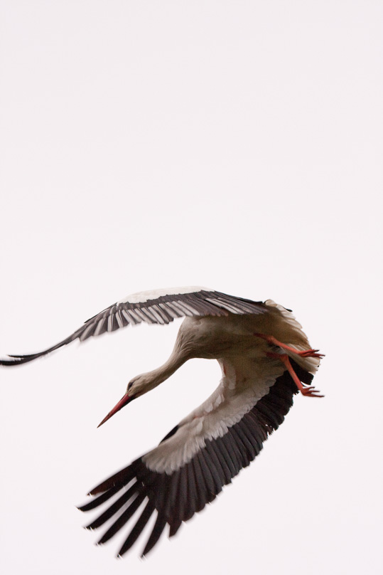 Giethoorn, ooievaar, vogels - 02 maart 2009