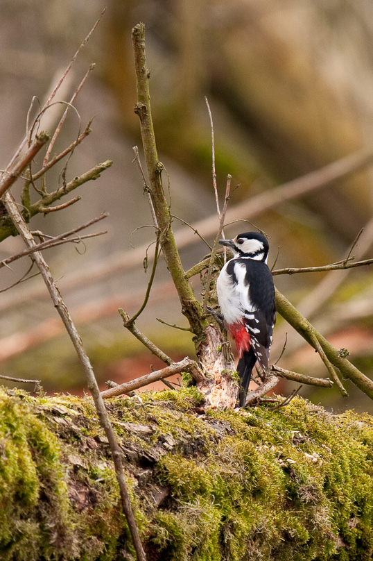 Oostvaarders plassen, grote bonte specht, vogels - 02 maart 2009