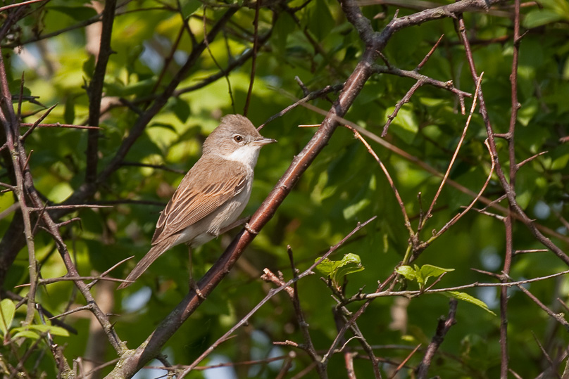 grasmus, vogels - 30 april 2009