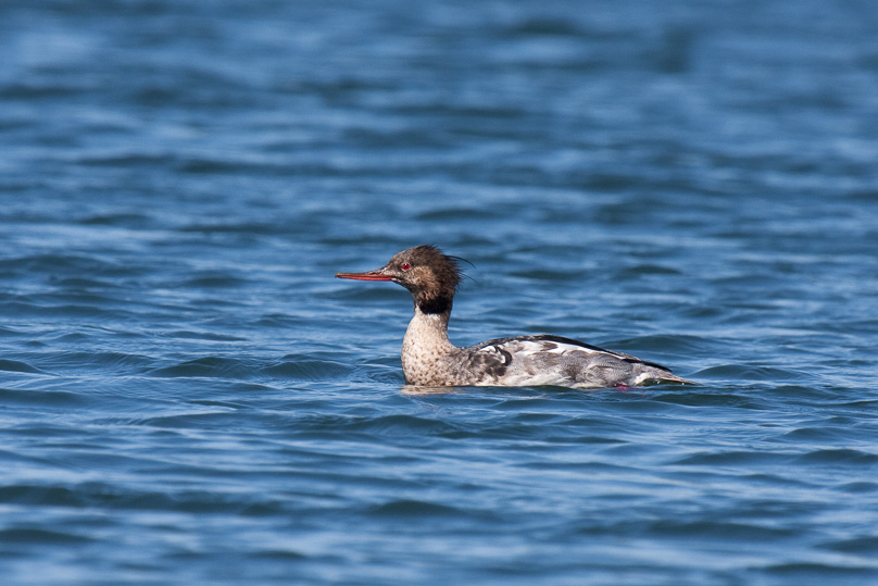 Zeeland, middelste zaagbek, vogels - 30 mei 2009