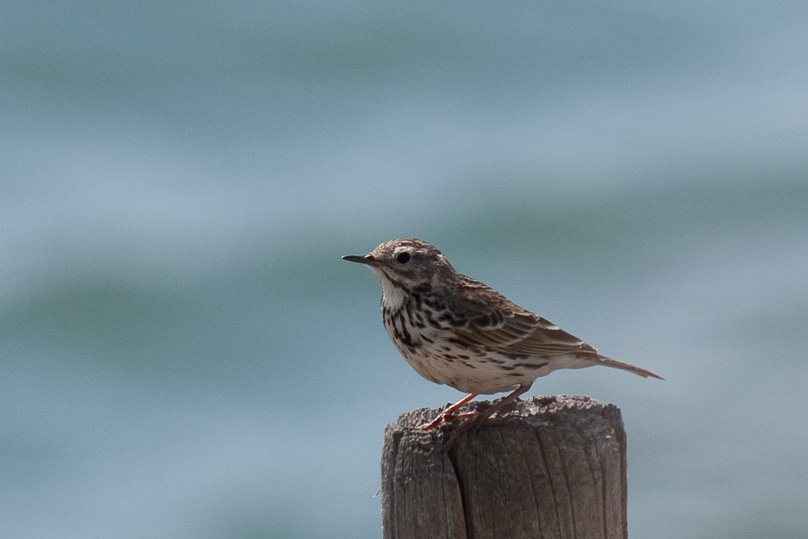 Zeeland, graspieper, vogels - 31 mei 2009