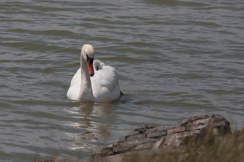 Zeeland, knobbelzwaan, vogels - 31 mei 2009