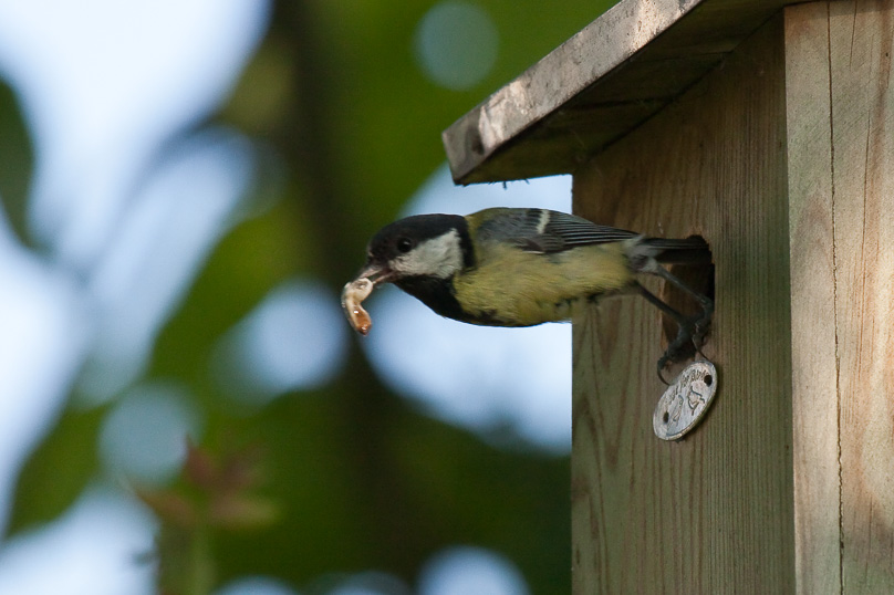 koolmees, tuin, vogels - 13 juni 2009