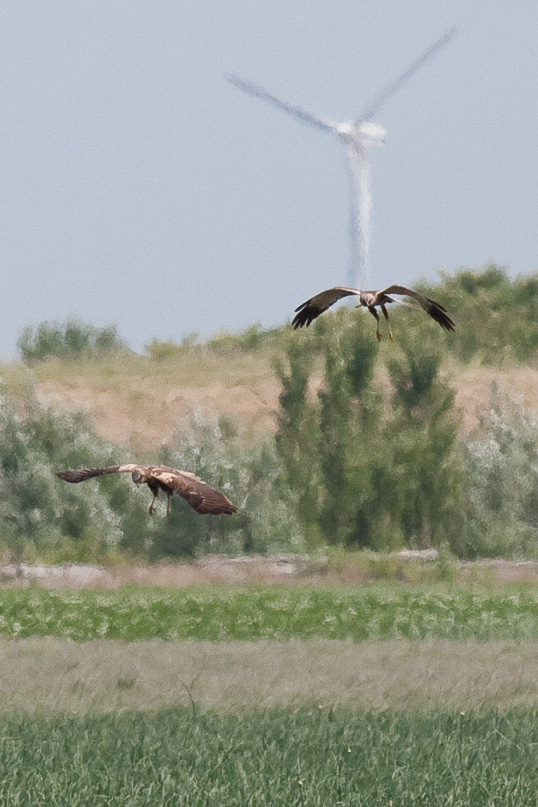 Zeeland, bruine kiekendief, vogels - 21 juni 2009