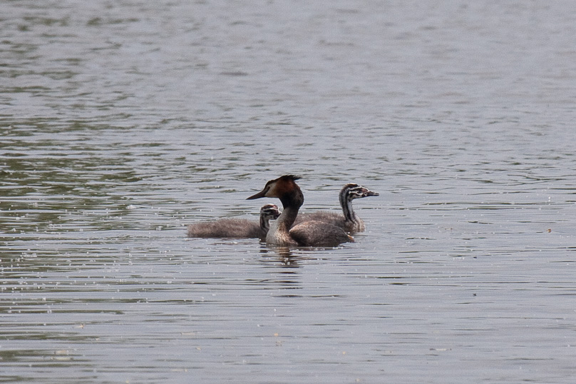 Oostvaarders plassen, fuut, vogels - 28 juni 2009