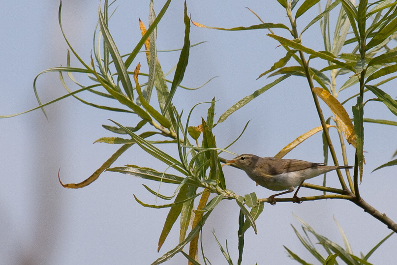 Oostvaarders plassen, fitis, vogels - 28 juni 2009
