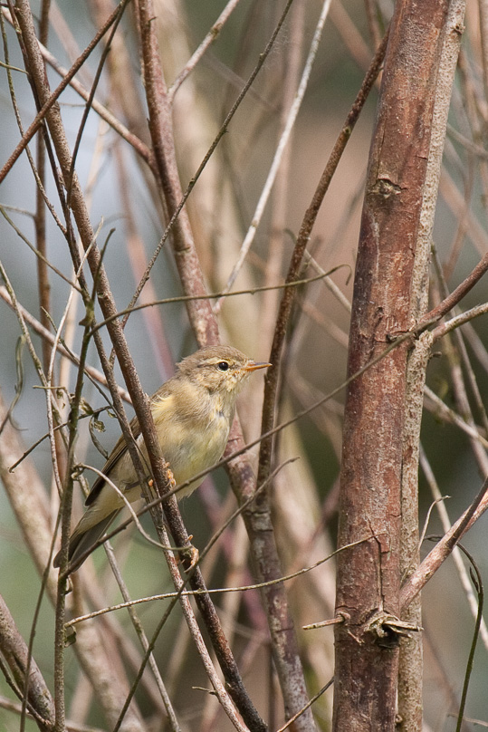 Oostvaarders plassen, fitis, vogels - 28 juni 2009