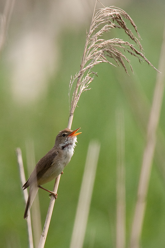 Oostvaarders plassen, kleine karekiet, vogels - 28 juni 2009