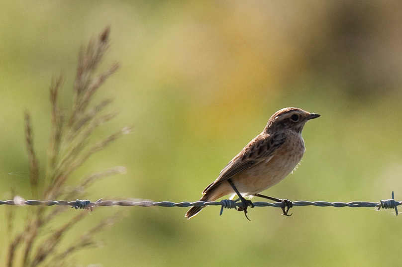Zeeland, paapje, vogels - 03 augustus 2009