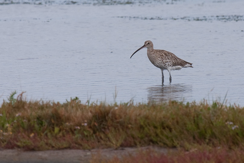 Zeeland, vogels, wulp - 06 september 2009