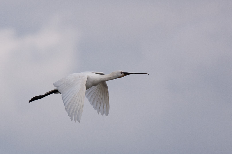 Zeeland, lepelaar, vogels - 06 september 2009