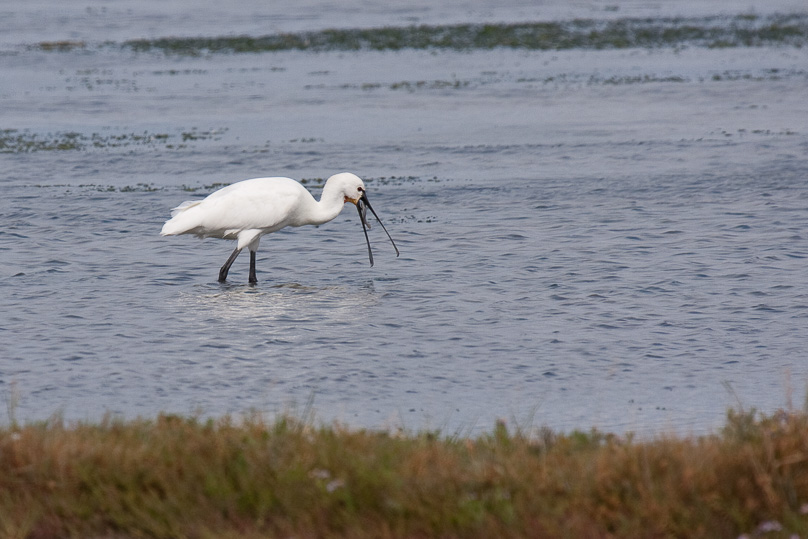 Zeeland, lepelaar, vogels - 06 september 2009