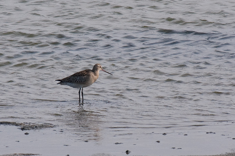Zeeland, rosse grutto, vogels - 06 september 2009
