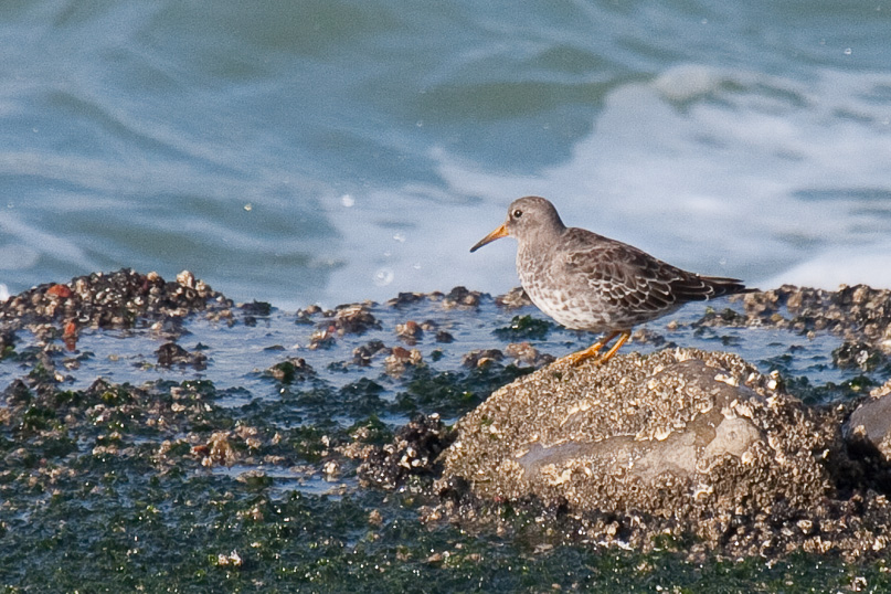 Zeeland, paarse strandloper, vogels - 28 oktober 2009