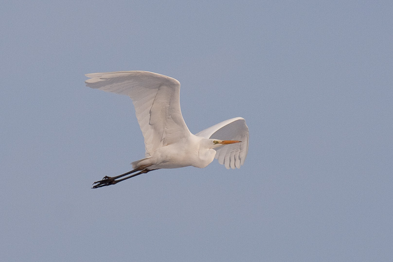grote zilverreiger, vogels - 31 januari 2010