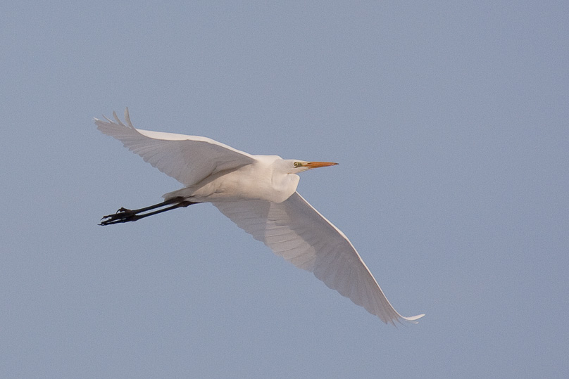 grote zilverreiger, vogels - 31 januari 2010