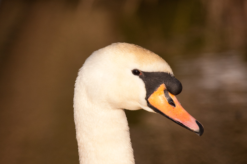 knobbelzwaan, vogels - 31 januari 2010