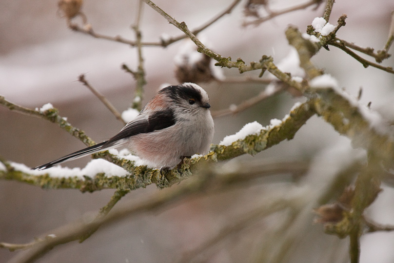staartmees, tuin, vogels - 14 februari 2010