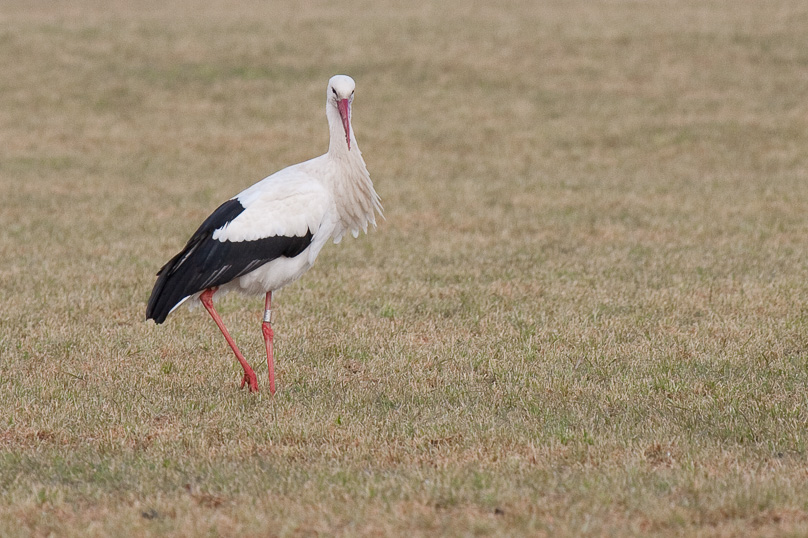 MidLaren, ooievaar, vogels - 02 maart 2010
