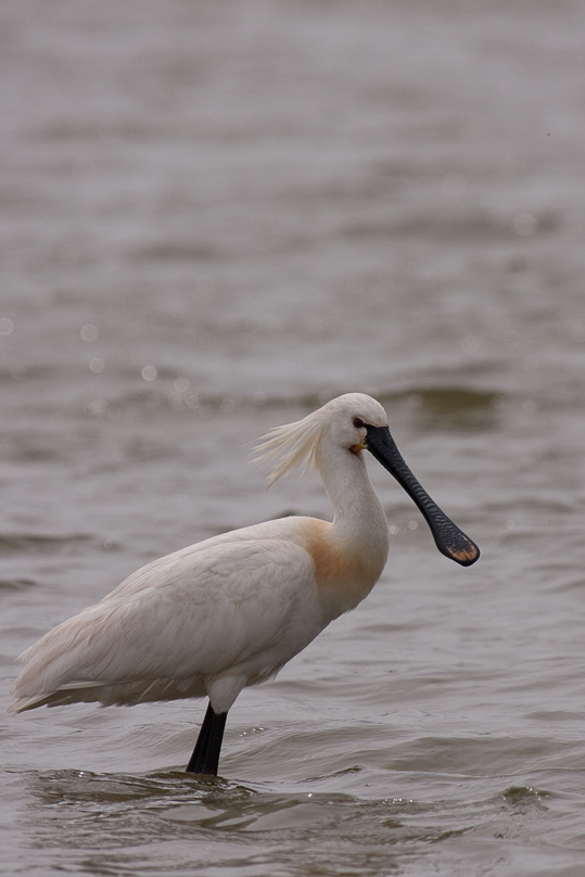 Zeeland, lepelaar, vogels - 16 mei 2010